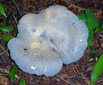 Albatrellus flettii - fungi species list A Z